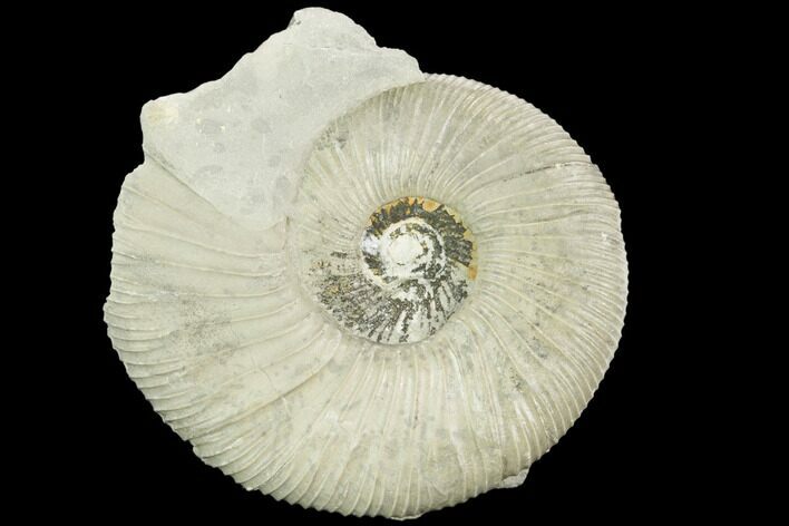 Ammonite (Ataxioceras) Fossil - Drügendorf, Germany #125857